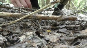 Прогулка в лес по грибы! Грибы и лес!