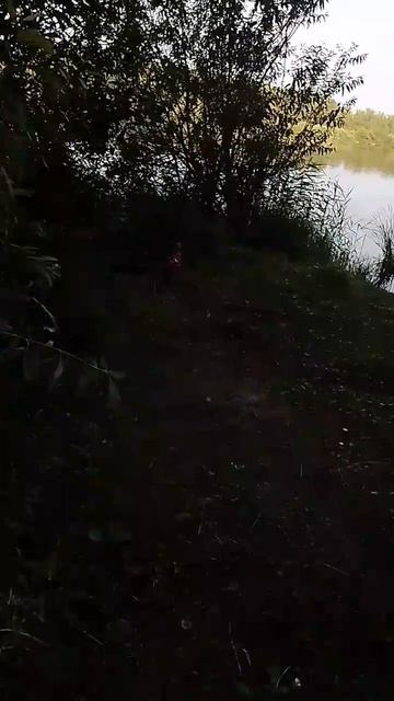 Риччи 🐕 охотник на голубей 🕊️ смотреть онлайн