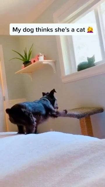 Когда вырос с котами смотреть онлайн