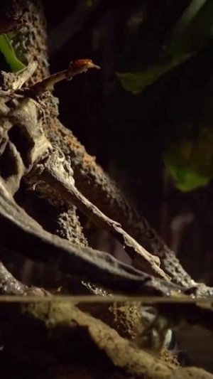 Рыба-брызгун на охоте #shorts