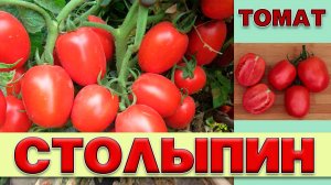 ТОМАТ СТОЛЫПИН - РАННЕСПЕЛЫЙ НИЗКОРОСЛЫЙ СОЧНЫЙ ПРИГОДНЫЙ ДЛЯ ЦЕЛЬНОПЛОДНОГО МАРИНОВАНИЯ