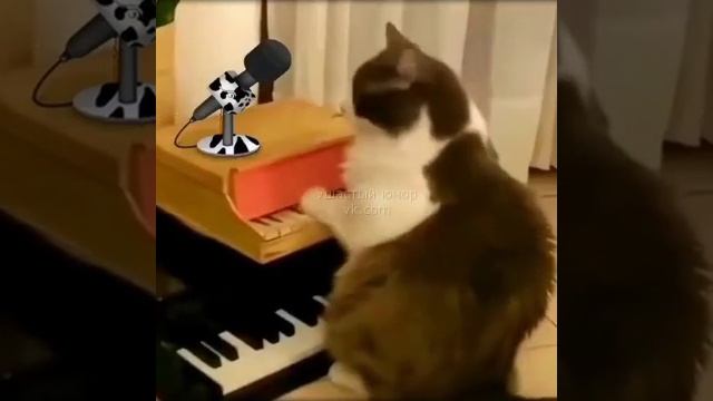 Котик и пианино смотреть онлайн