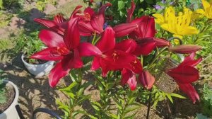 Жара как на юге!🌞 Обзор цветов и теплиц на 25.07.25г.🌹Ленобласть.