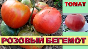 ТОМАТ РОЗОВЫЙ БЕГЕМОТ - СРЕДНЕСПЕЛЫЙ ПОЛУДЕТЕРМИНАНТНЫЙ КРУПНОПЛОДНЫЙ УСТОЙЧИВЫ К БОЛЕЗНЯМ СОРТ
