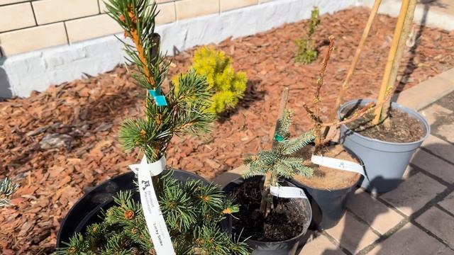 Покупка 6 хвойных за 52 тысячи рублей из «Хвойной Коллекции», март 2025 (Дом на Белгородчине) смотреть онлайн