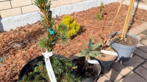 Покупка 6 хвойных за 52 тысячи рублей из «Хвойной Коллекции», март 2025 (Дом на Белгородчине)