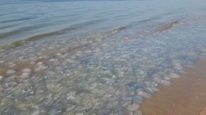 Нашествие медуз на Азовском море. 18 июля 2025 года