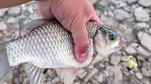 ЛОВЛЯ КАРАСЯ НА ДОНКИ. РЫБАЛКА ЛЕТОМ НА КОРМУШКИ. РЫБАЛКА 2025. ЖОР КАРАСЯ