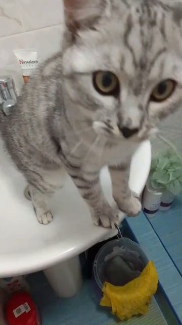 КОТ НА РАССЛАБОНЕ  В РАКОВИНЕ