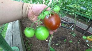 Шоколадные томаты. Обзор сортов