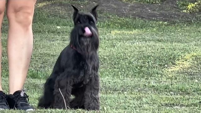 Видео+от+Дрессировка+собак+в+Омске+-+ОЦССС(шк.Белоусовых)