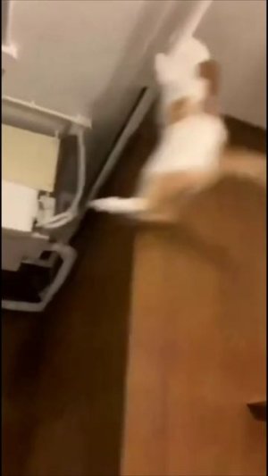 Смешные коты #69-8