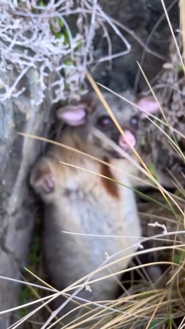 Когда спалился смотреть онлайн