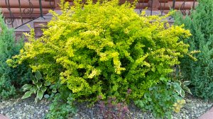 Украшения фасада дома. Растения вдоль отмостки. Рабатки с южной, восточной и северной стороны.