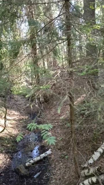 Лес смотреть онлайн