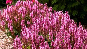 Цветы для бордюра! 8 самых красивых цветов для украшения бордюров цветников, клумб и дорожек в саду