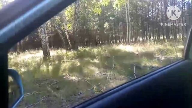 В Сибири началась тихая охота/нашли цикорий смотреть онлайн