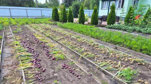 Убираем урожай лука