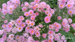 БЕГУТ ГОДА, КАК С ГОР ВОДА!