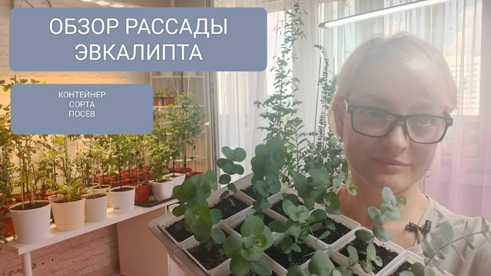 ⚪🟣ОБЗОР РАССАДЫ ЭВКАЛИПТА. ПОСЕВ АПРЕЛЬ-МАЙ-ИЮНЬ. смотреть онлайн