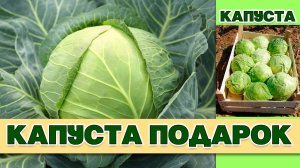 КАПУСТА ПОДАРОК - НАДЕЖНЫЙ СТАРЫЙ СОРТ ОТЛИЧНО ПЕРЕНОСИТ ПЕРЕПАДЫ ТЕМПЕРАТУР И ДОЛГО ХРАНИТСЯ