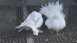 ГОЛУБИ ЦЕЛУЮТСЯ НА КРЫШЕ