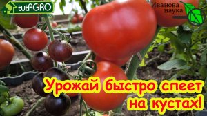 УБЕГАЕМ ОТ ФИТОФТОРЫ - УСКОРЯЕМ СОЗРЕВАНИЕ!  Быстро созреют - не заболеют! Перцы зреют на кустах.