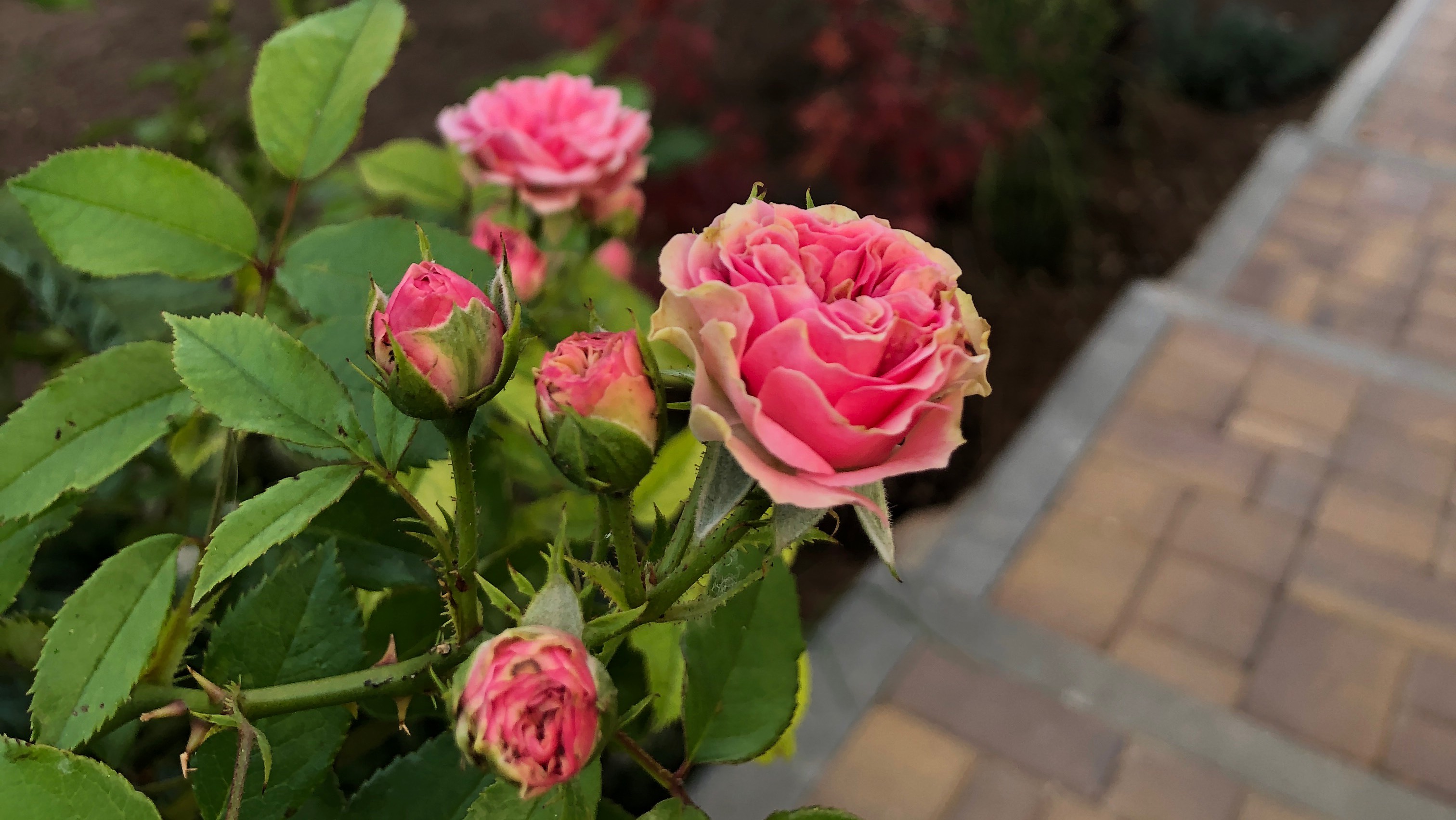 Борис Руки-Ножницы или результаты летней обрезки розы смотреть онлайн