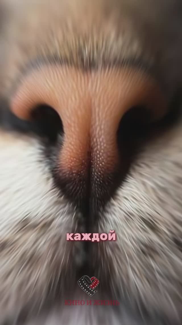 Факты о кошках смотреть онлайн