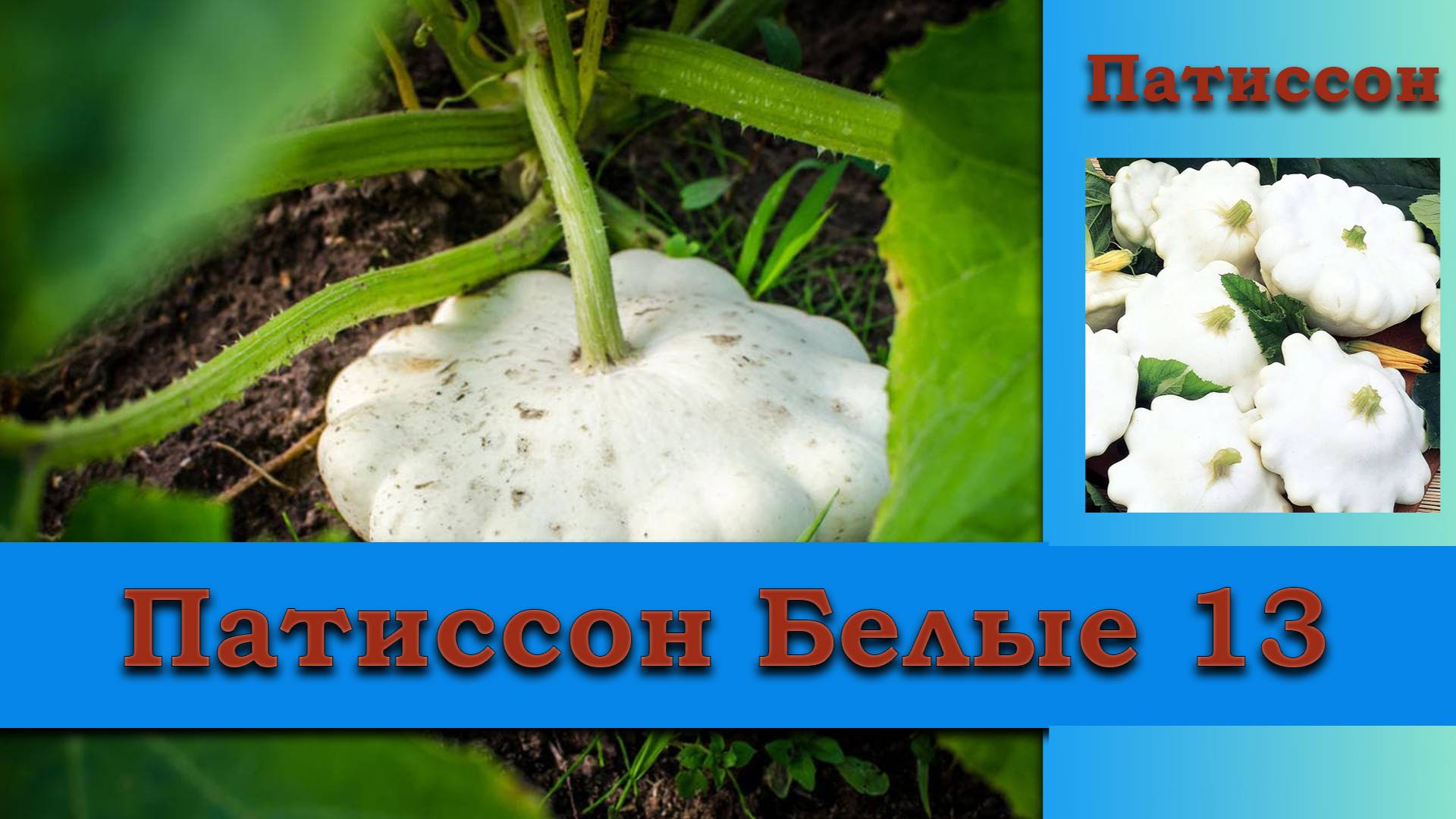 Патиссон Белые 13 - высокоурожайный холодоустойчивый сорт лучший сорт для маринования