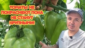 Вот что будет с томатами, если их во-время не подкормить!