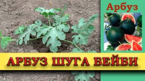Арбуз Шуга Бейби (Сахарный малыш) - неприхотливый раннеспелый сорт.  Обзор сорта выращивание и уход.