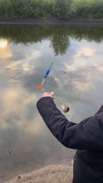 Зарыбляем деревенский пруд! #рыбалка #природа #охота #карась #fishing #зарыбляем_пруд #трофей #топ смотреть онлайн