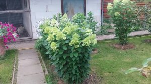 Вечерний обзорчик участка, у наших родителяй 🏡