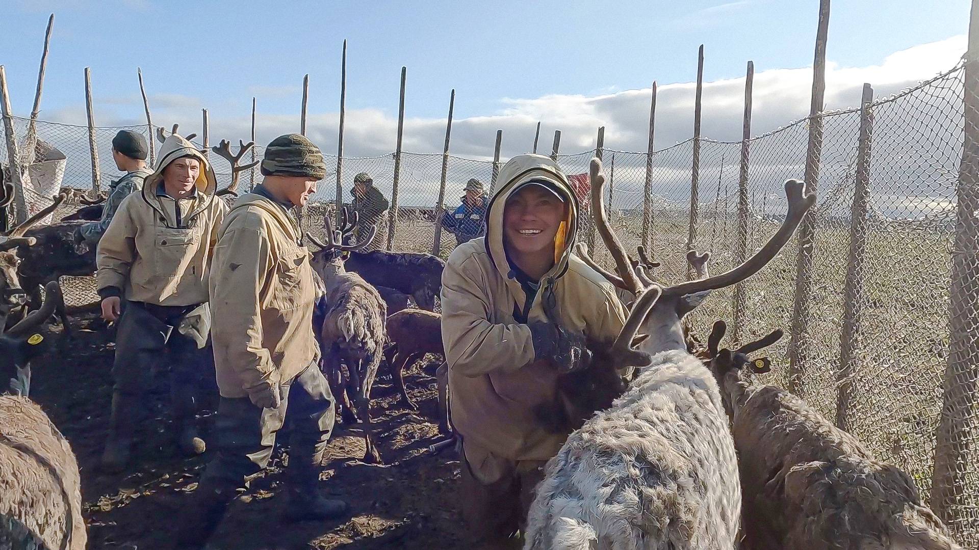 Будни оленеводов. Как вернуть сбежавших оленей | Тут султам