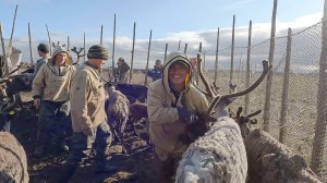 Будни оленеводов. Как вернуть сбежавших оленей | Тут султам