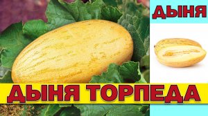 ДЫНЯ ТОРПЕДА МИРЗАЧУЛЬСКАЯ - САМАЯ АРОМАТНАЯ И СЛАДКАЯ ДЫНЯ ВЕСОМ ДО 15 КГ