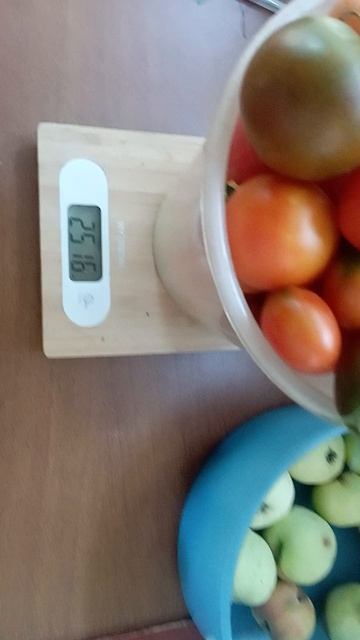 собрала помидоры с одной грядки, взвешивание#помидоры#томаты смотреть онлайн