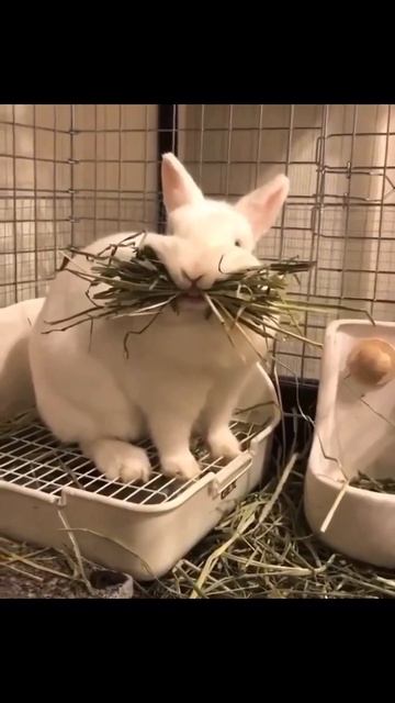 Кролики смотреть онлайн