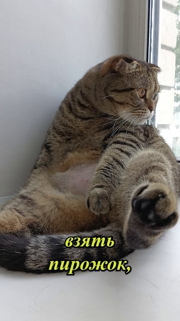 ЭТА СТРАШИЛКА ВАС НАПУГАЕТ!!!💥😏😹#cat #кот #юмор #tishaandalex  #приколы #цитаты