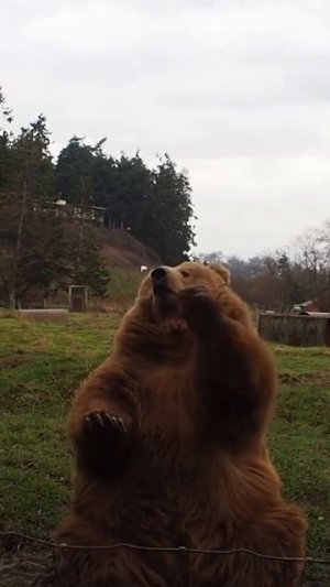 Веселые медведи