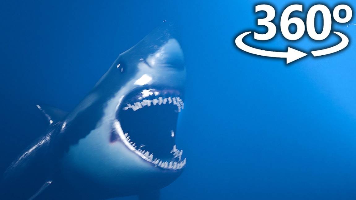 MEGALODON ATTACKS In 360° _ VR  4K 😧
