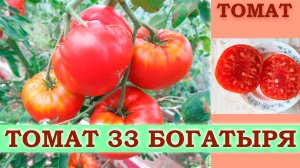 ТОМАТ 33 БОГАТЫРЯ - СРЕДНЕСПЕЛЫЙ КРУПНОПЛОДНЫЙ ПОПУЛЯРНЫЙ НЕПРИХОТЛИВЫЙ СОРТ