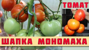 ТОМАТ ШАПКА МОНОМАХА - КРУПНОПЛОДНЫЙ СОРТ УСТОЙЧИВЫЙ К ПОГОДНЫМ УСЛОВИЯМ И С ОТЛИЧНЫМ ИММУНИТЕТОМ