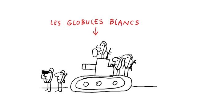 Pourquoi_le_sang_est_il_si_important_pour_le_corps_？_1_jour,_1_question