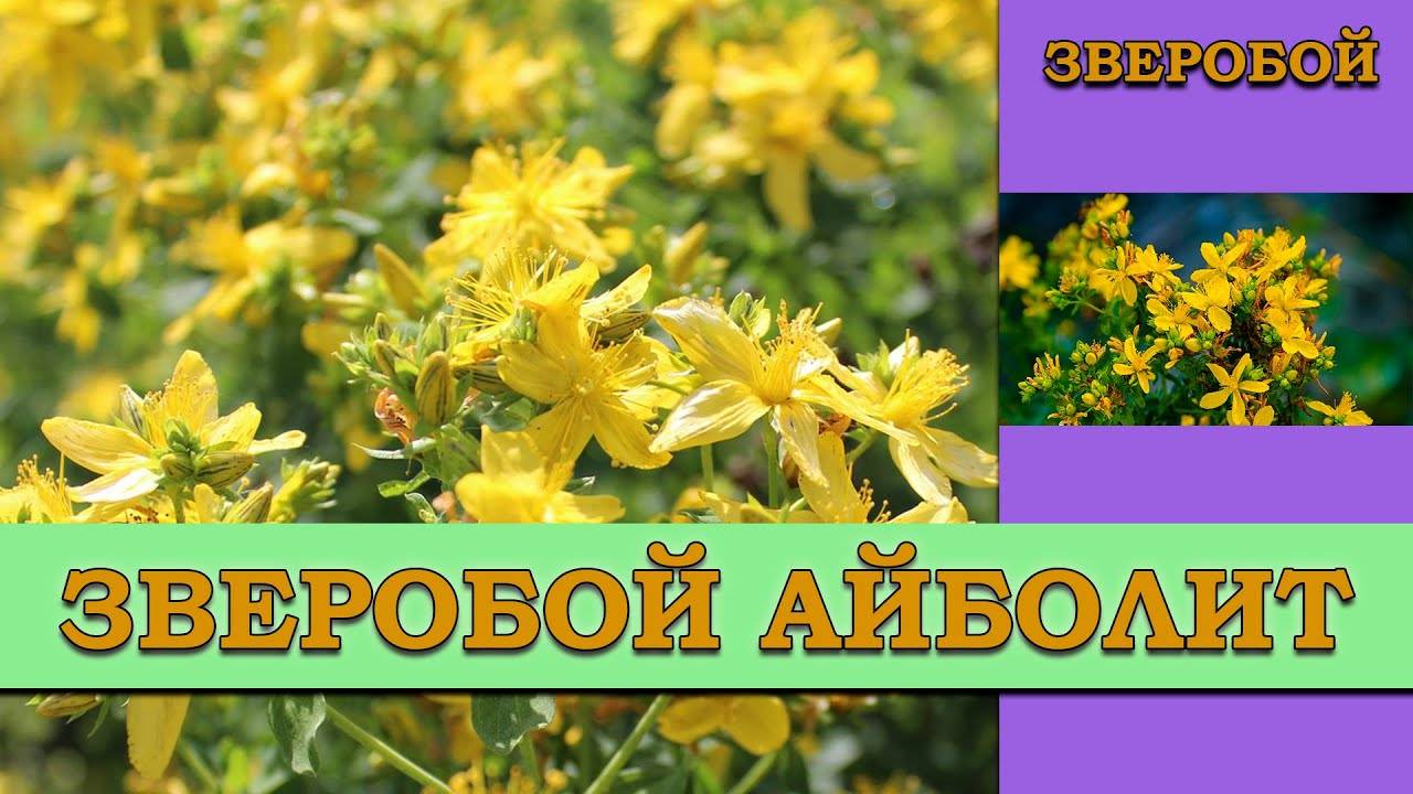 Зверобой Айболит - неприхотливый многолетник