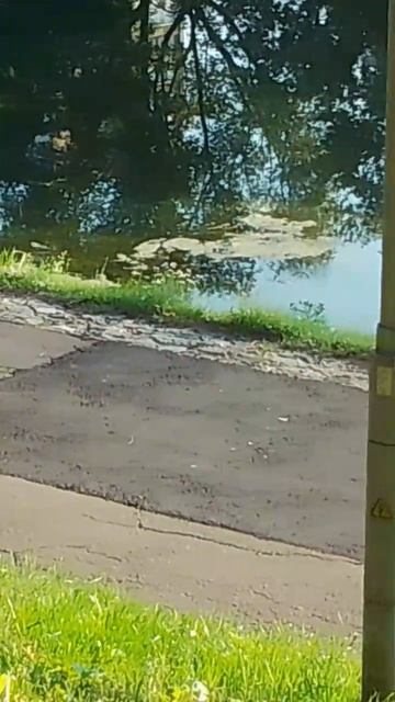 Поведение диких птиц в городской среде смотреть онлайн