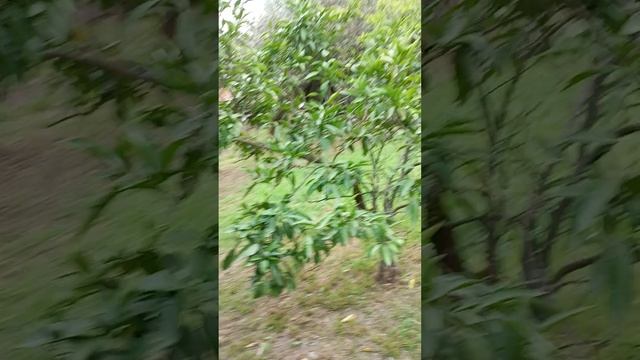 дом на колёсах едет к приключениям.mp4 смотреть онлайн