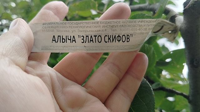 Зреет алыча 'Злато скифов', нашисад 2025 смотреть онлайн