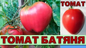 ТОМАТ БАТЯНЯ - РАННЕСПЕЛЫЙ КРУПНОПЛОДНЫЙ УСТОЙЧИВЫЙ К ПЕРЕПАДАМ ТЕМПЕРАТУР СОРТ
